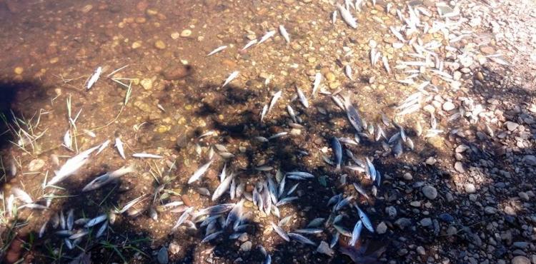 Resultado de imagem para peixes mortos no rio tua